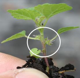 1-inch tall seedling with flowers in the leaf axils